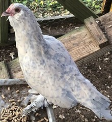 12+ PORCELAIN D’UCCLE FRESH HATCHING EGGS. Laying Now.