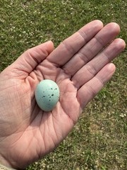 15+ RARE Celadon Coturnix Quail Hatching Eggs NPIP AI Free