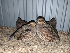 36+ Georgia Giant Bobwhite Quail Fertile Hatching Eggs (Colinus virginianus)NPIP