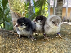 (6) Mauve and Chocolate Ameraucana Hatching Eggs – Possible Mottled Split!