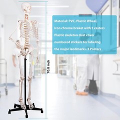 Portable Life Size Skeleton Model with Rolling Bracket