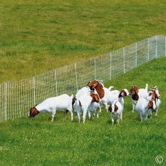 Premier 1 ElectroStop Portable Electric Fence 42″H x 164’L White Sheep Goats