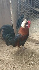 6 Pure Fancy & Rare Cross Chicken Hatching Eggs