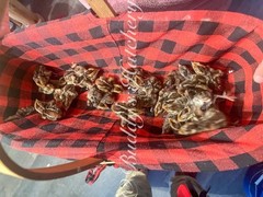 3 Dozen Tennessee Red Bob White Quail Hatching Eggs