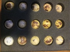 18 Jumbo white Coturnix Quail Hatching Eggs