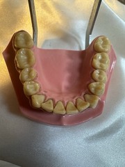 Nissin G.O.F.A. Typodont Natural Study Model D-2501 for Dentistry Lab