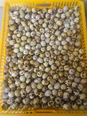 100+ brown pharaoh coturnix quail hatching eggs for sale