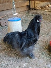 6 Pure Fancy & Rare Cross Chicken Hatching Eggs