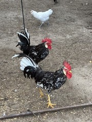 12+6 Fresh Fertile Hatching Eggs, Blue, Green, Mint, Olive, BYM +Cemani +