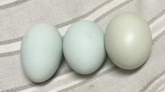 6 Eggs includes: 3 Olive Eggers + 3 Silver and/or Gold Lace Wyandotte.