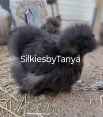 6+ Fertile Bantam Silkie Chicken Hatching Eggs. Frizzles/ Satins Possible.