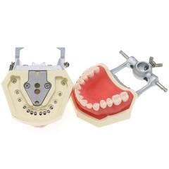 Dental Typodont Teeth Model With Removable Teeth fit Kilgore NISSIN 200/500 Type
