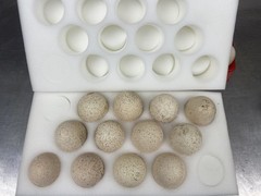 Osceola Hybrid Turkey Hatching Eggs (One Dozen)
