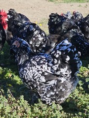 8+ English Mottled Orpington Hatching Eggs
