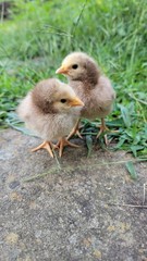 6 English Orpington Hatching Eggs Rare & Unusual Colors*new Pics *