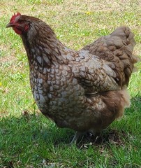 6 English Orpington Hatching Eggs Rare & Unusual Colors*new Pics *