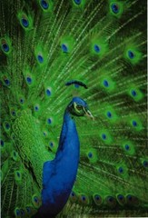 1-100-1000 10×13 ( Peacock ) Boutique Designer Poly Bag Mailers Envelopes Bags