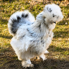 Silkie Hatching Eggs – Chocolate Mottled & Paint Lines – 12+ Fertile Eggs