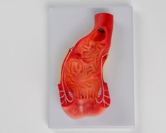 Anus Rectum and Anal Canal Human Medical Anatomy Teaching Model Display