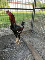 4 Indio Gigante hatching eggs Brazil. NPIP~ AI TALLEST CHICKEN BREED IN WORLD 🌎