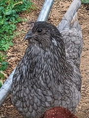 12 Fibro Easter Eggers