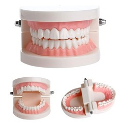 1 Pack Standard Teeth Model Adult Standard Typodont Demonstration Denture Mod…