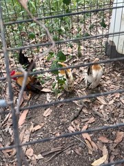 12+ small Quality Serama Chicken Hatching Eggs