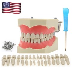 Columbia Dentoform 860 Dental Typodont Mounting Pole With 32pcs Removable Teeth