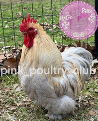8 RARE high quality Bantam Cochin hatching eggs Mottled Porcelain Mille Frizzle