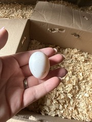 12++ Puerto Rico Imported Kiki Riki Hatching Eggs