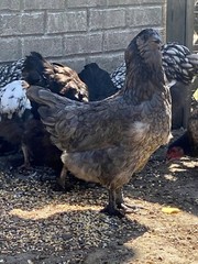 12 BYM Chicken Hatching Eggs Ameraucana Orpington Wyandotte Maran Cochin Brahma