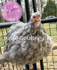 8 RARE high quality Bantam Cochin hatching eggs Mottled Porcelain Mille Frizzle