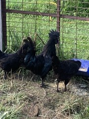 6 ayam cemani hatching Eggs/ 6 Silver Laced Wyandotte Hatching Eggs