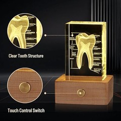 3D Crystal Human Tooth Model, Black Gift Packaging, Wood Base with Yellow Light