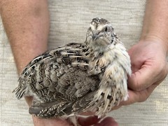 45++ Fertile Jumbo Multi Color Coturnix Quail Hatching Eggs