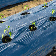 Farm Plastic Supply – Poly Cover Black Polyethylene Plastic Sheeting