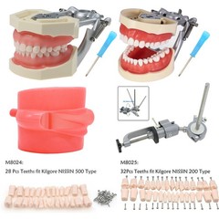 Kilgore Nissin 200/500 Dental Typodont Model With Removable Teeth Mounting Pole