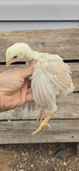 6+ Extremely Rare BLUE Real Indio Gigante Hatching Eggs RRA (((GUARANTEE)))