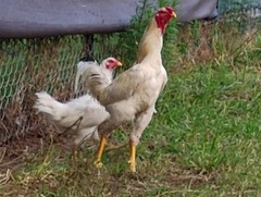 6 super rare pure white Indio gigante hatching eggs. The tallest chicken breed