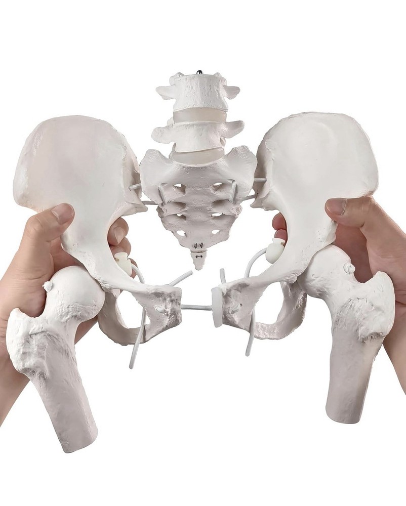 Movable Female Pelvis Model w/Elastic Two Movable Femur Heads and Joints, Lif…