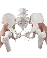 Movable Female Pelvis Model w/Elastic Two Movable Femur Heads and Joints, Lif…