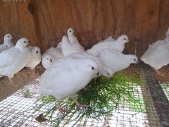 Snow White Bobwhite Quail eggs Fertility verified 20+ Very Nice Specimens