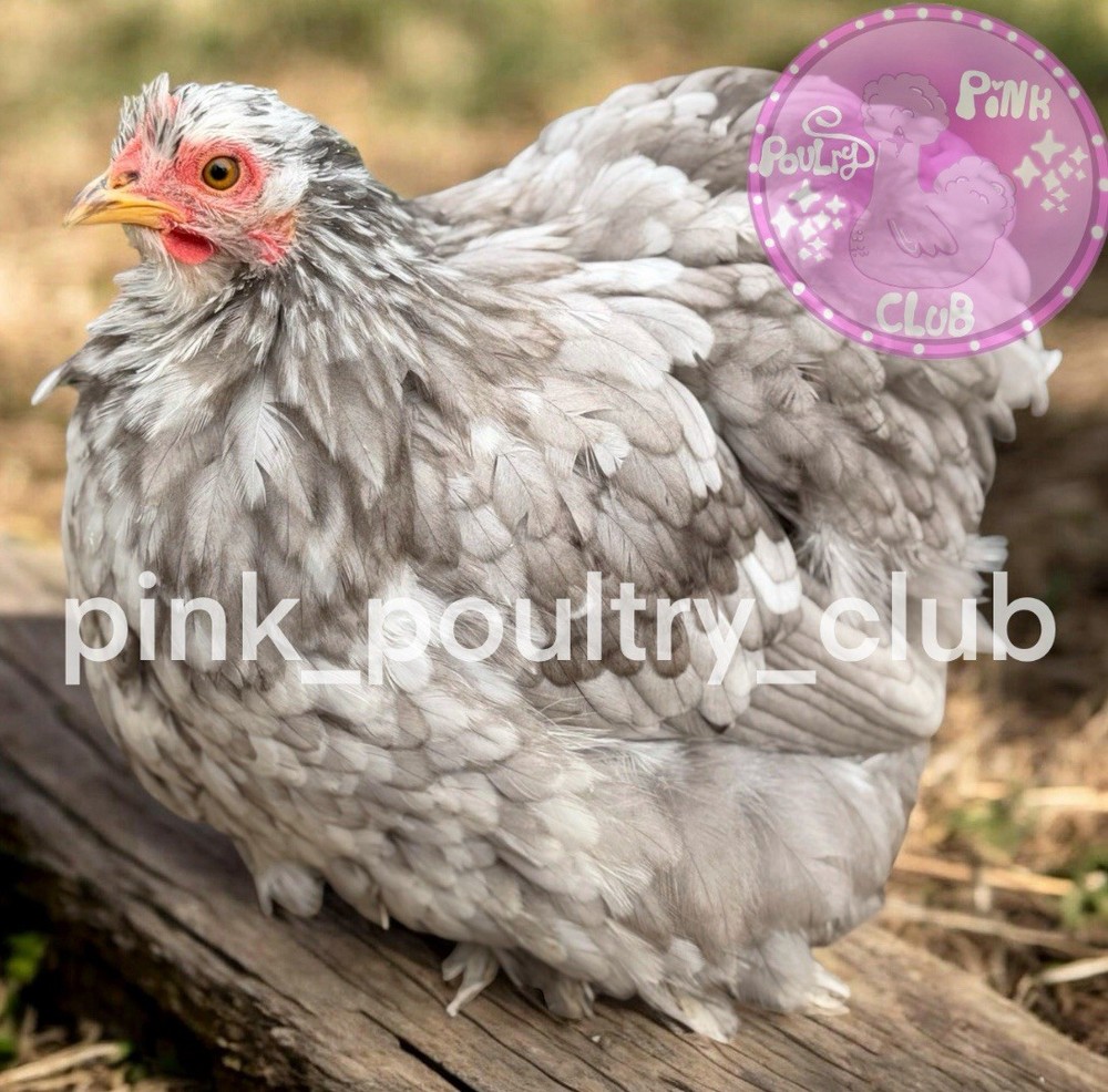 8 RARE high quality Bantam Cochin hatching eggs Mottled Porcelain Mille Frizzle