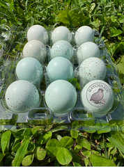 12 RARE COLORS Celadon Coturnix quail hatching blue eggs – 1 dozen mixed variety