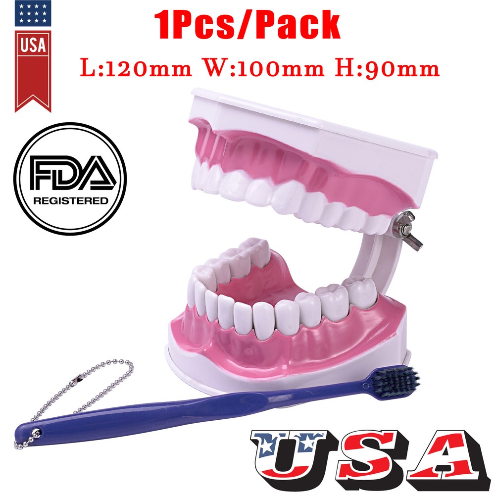Dental Typodont Teeth Model with Braces Orthodontic Teaching Patient Demo Study
