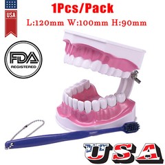 Dental Typodont Teeth Model with Braces Orthodontic Teaching Patient Demo Study