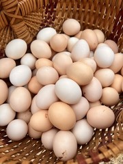Bantam Cochin SMOOTH & FRIZZLE included 6 of each NPIP (12+ total) MIXED ORDER