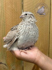 12 RAINBOW RARE COLORS Coturnix quail hatching eggs mixed variety FREE SHIPPING