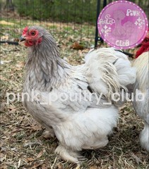 8 RARE high quality Bantam Cochin hatching eggs Mottled Porcelain Mille Frizzle