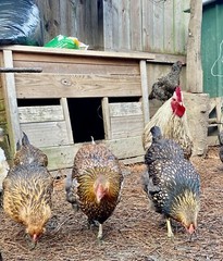 12+ Mix Chicken Hatching Eggs Ameraucans Orpingtons Wyandotte Maran Giant Cochin